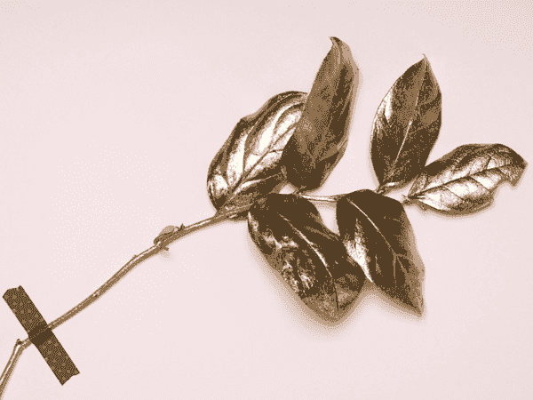 在线短信轰炸软件